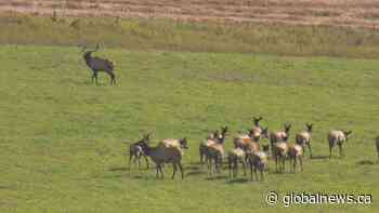 Parks Canada urges caution during elk rutting season