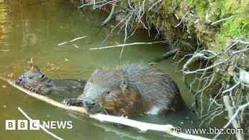 First baby beavers born in Hampshire for 400 years