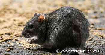 Warning over '£20,000 of property damage' after 'dog-sized' rats plague the UK