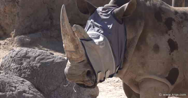 ABQ BioPark protects rhino from allergies with fly mask