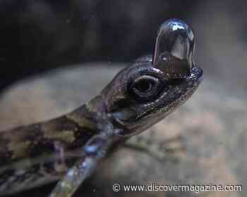 Scuba-Diving Lizards Create an Air Bubble Over Their Heads to Swim Underwater