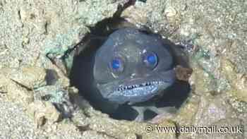 Is this Australia's creepiest fish yet? Campers left horrified by discovery on remote island in Western Australia