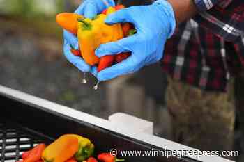 Refugees in New Hampshire turn to farming for an income and a taste of home