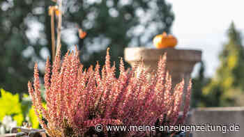 Farbenfrohes Paradies im Herbst: Pflanzen für Balkon und Terrasse