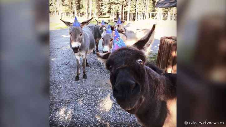 Missing 28-year-old donkey found dead, believed to have been killed by cougar