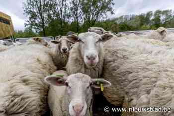 Schapen in Reigersbos helpen het beheer in natte Reigersbos