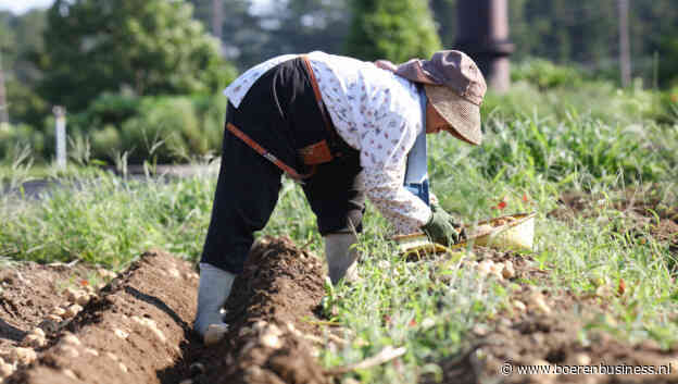 Amerika wil toegang tot Japanse aardappelmarkt