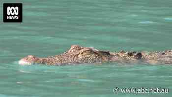 Croc search underway after spate of school holiday sightings near Whitsunday islands