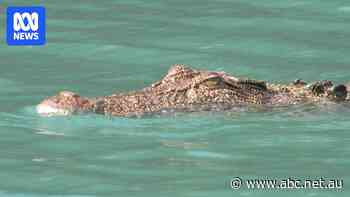 Croc search underway after spate of school holiday sightings near Whitsunday islands