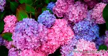 ‘Magic’ kitchen scrap will turn your hydrangeas from pink to blue