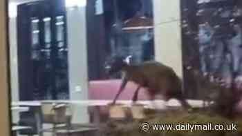 One Zinger burger please, and hop to it! Wild moment a kangaroo is seen bouncing around in KFC