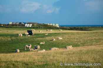 Irish farm leaders call for import pause as bluetongue rises in GB