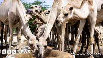 Climate change is turbo-charging Somalia’s problems - but there's still hope