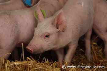 Scientists generate genome assembly for inbred UK pig breed