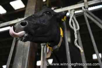 Norway reports first cases of bluetongue disease in livestock since 2009