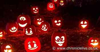 Light trail featuring over 600 pumpkins to illuminate the grounds of North East venue