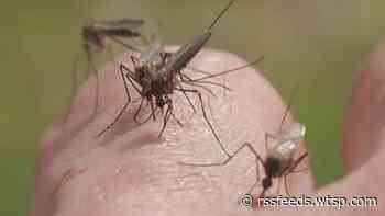 Cases of dengue fever reported in Pasco County