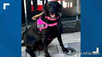 Meet Justice — a courageous canine from Tampa who's in the running for America's 2024 Hero Dog