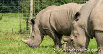 Knowsley Safari completes 'world first' with famous rhino