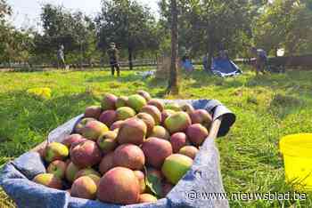 Opnieuw genoeg appelen en peren in de Dopershoek: “Bijzonder dat we als stad ons eigen fruitsap kunnen produceren”