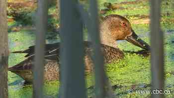 Wayward duck in Niagara draws mad rush of birders looking to photograph the 'mega-rarity'