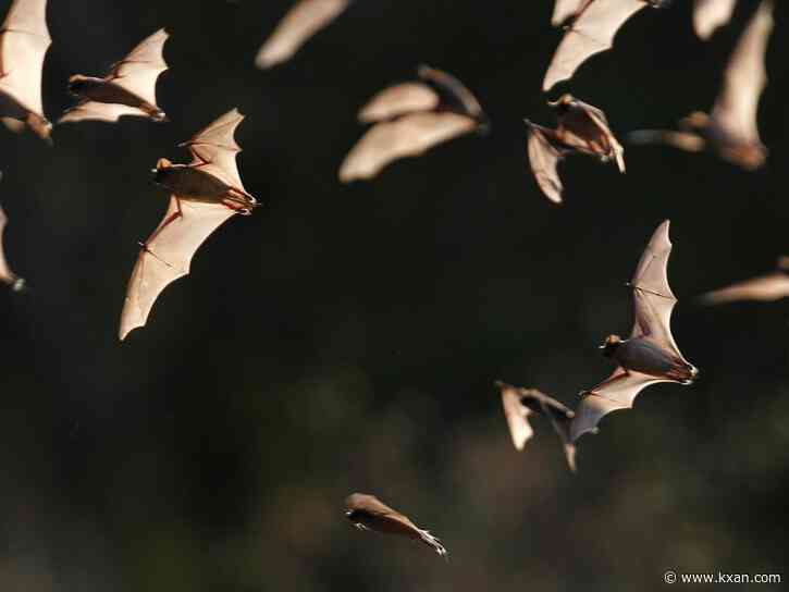 Dead bat found at Cedar Park clinic tests positive for rabies