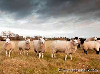 Insecticides will not prevent bluetongue, experts say