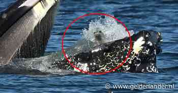 Unieke foto toont hoe zeehond per ongeluk wordt opgeslokt door bultrug