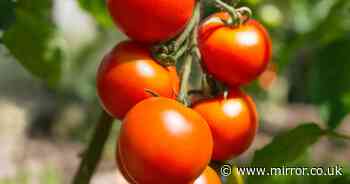 Monty Don's simple trick to ripen tomatoes that just won't turn red