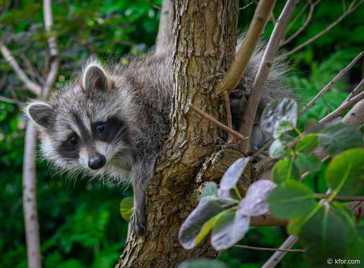 Raccoon roundworm: What to know about the parasite that infected 2 in California