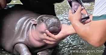 Small zoo sees a "bouncy pork" bonanza with Moo Deng the baby hippo