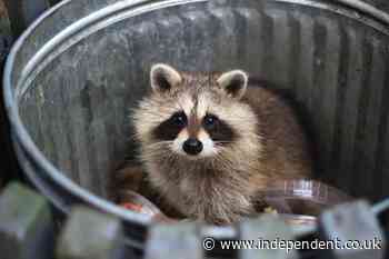 Rare ‘raccoon roundworm’ brain-infecting parasite found in two LA residents