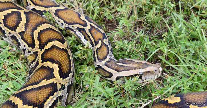 Winner of Florida's Python Challenge removes 20 invasive snakes, earns big cash prize