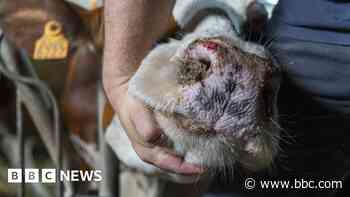 Bluetongue restricted zone widened in South East