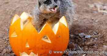 Meet Dracula, the London Zoo meerkat getting ready to give your kids a thrill