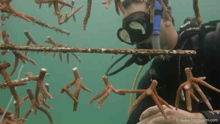 Endangered sea corals moved from South Florida to Texas Gulf Coast for research