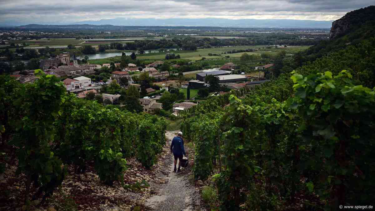 Weinbau in Frankreich: Frankreich beantragt 120 Millionen Euro EU-Hilfe für ihre Winzer