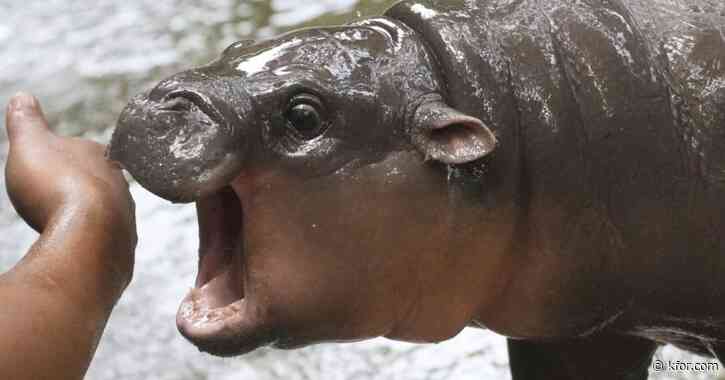 Watch: Viral pygmy hippo Moo Deng may get own patent, trademark