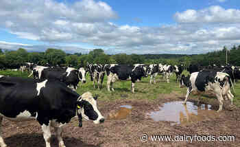 Irish dairies seeking American growth