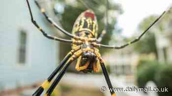 Huge flying SPIDERS are spotted in Northeast for first time - with anyone who sees one urged to stomp it to death