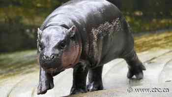 Pygmy hippo Moo Deng, the internet's favourite meatball, may soon get her own patent