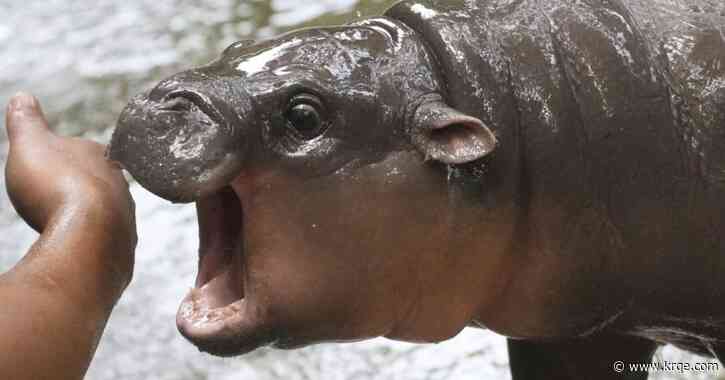 Watch: Viral pygmy hippo Moo Deng may get own patent, trademark