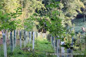 Wiederaufforstung: So steht es um den Wald im Wiehengebirge