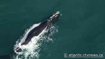 North Atlantic right whale entangled in Gulf of St. Lawrence