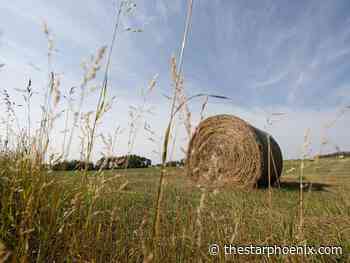 Downpours throughout Saskatchewan slow 2024 harvest