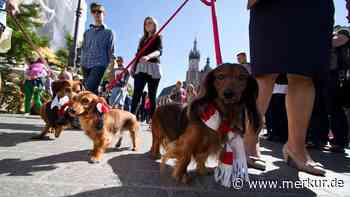 Weltgrößte Dackelparade in Regensburg erwartet: Zeichen für Lebensfreude mit Gästen aus aller Welt