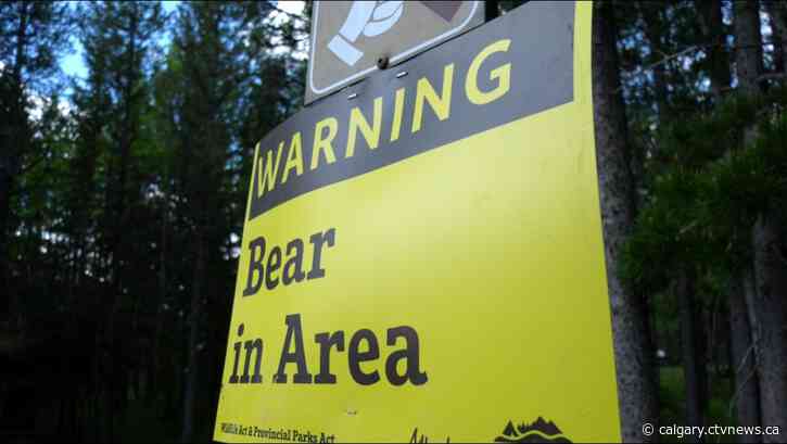 Hiker attacked by bear on trail northwest of Blairmore, Alta.