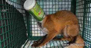 Heartbroken woman wakes up to fox with its head stuck in plastic container