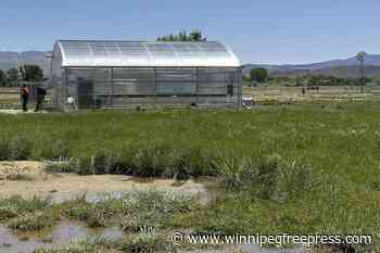 US agency review says Nevada lithium mine can co-exist with endangered flower