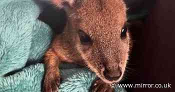 Family in Kangaroo Island raises orphaned joey found in dead mother's pouch